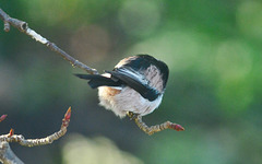 Long Tailed Tit