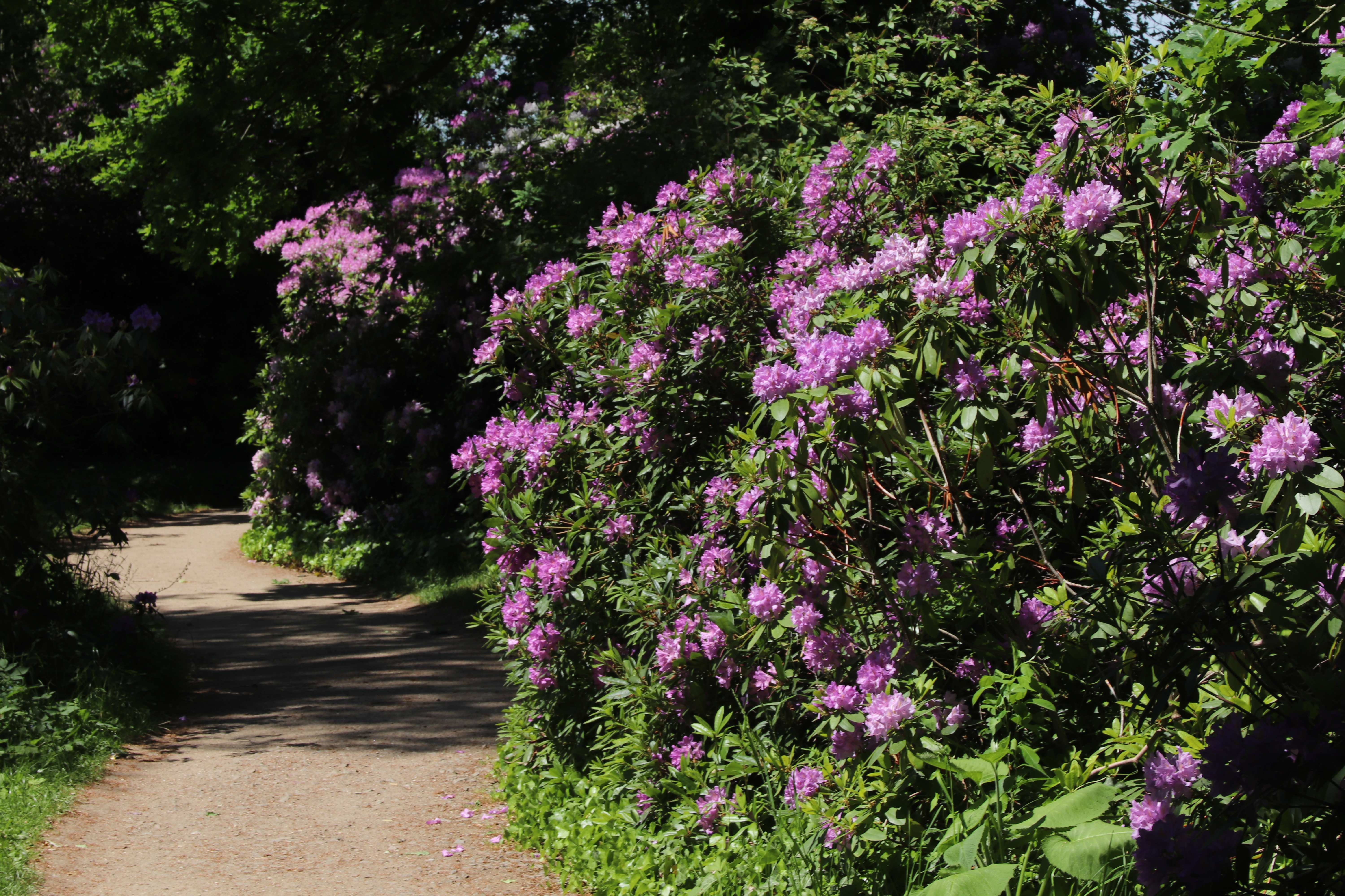 Wörlitzer Park Rhododendren Blüte 28.05.2017 7