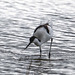 Avocet