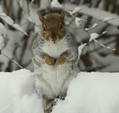 Snow squirrel DSC 8685(1)