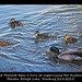 Mr Mallard with ducklings - Maiden Erlegh Lake - Reading - 22.4.2015