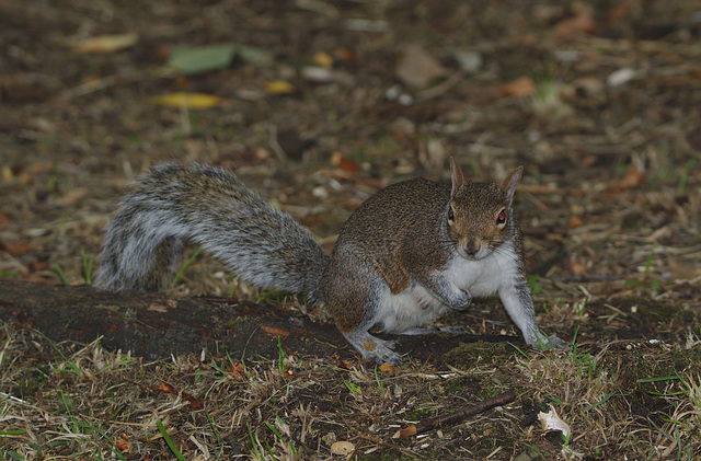 EF7A9089Squirrel