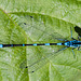 20110519 2643RAw [D~MI] Azurjungfer, Großes Torfmoor, Hille