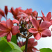 Plumeria - Kokohead Crater Botanical Gardens