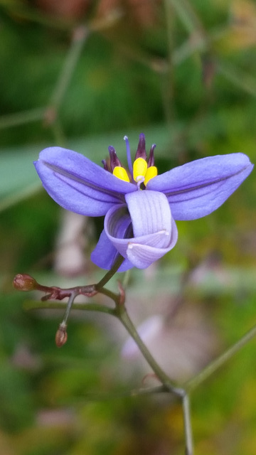 dianella flower