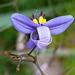 dianella flower