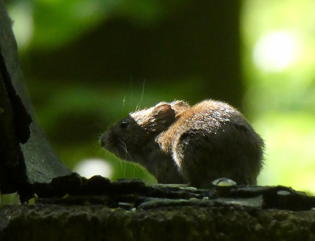 Waldmaus im Morgenlicht Waldmaus im Morgenlicht