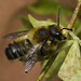 IMG 9927 Bee