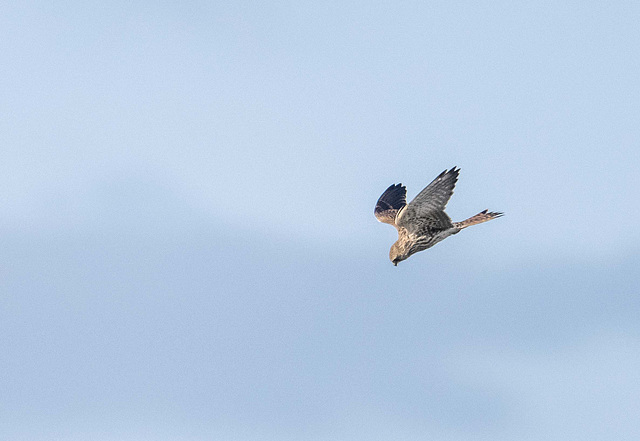 Kestrel diving