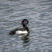 Tufted duck