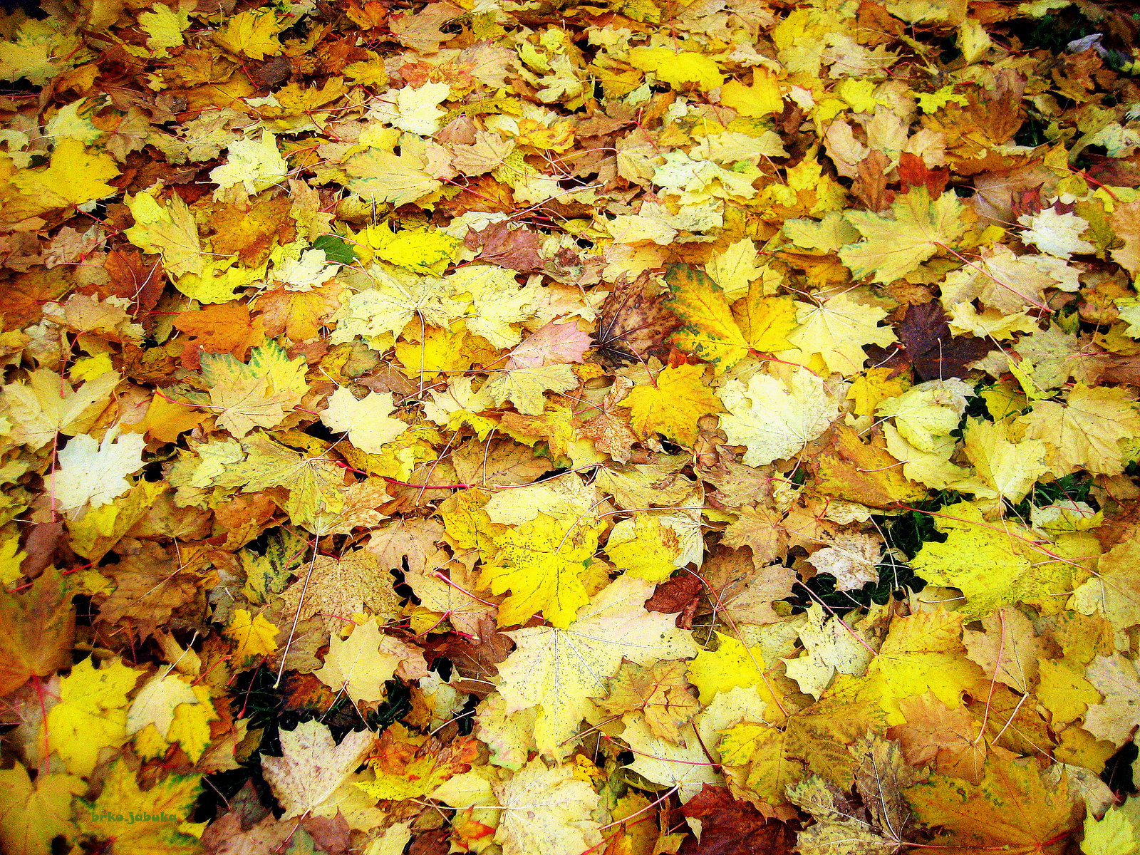 Fallen leaves