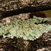 Day 3, lichen on fence, DeLaurier Homested