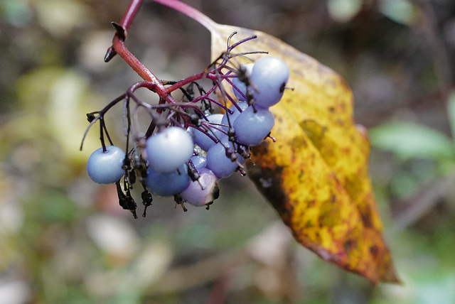 Cornus amomum, Canada