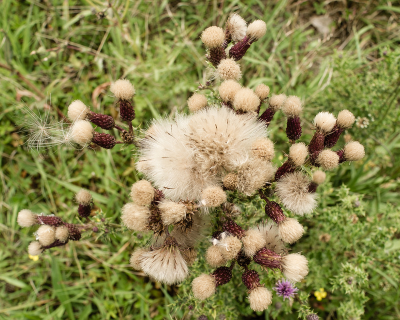 A Thistle Gone to Seed