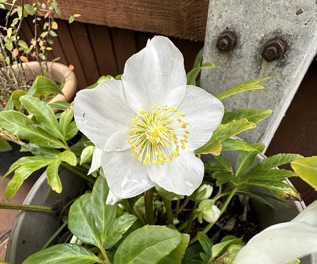 Christmas Rose.