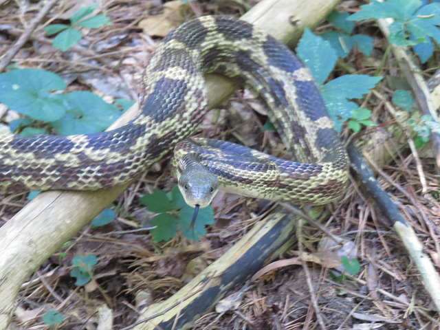 Rat snake (Elaphe obsoleta)