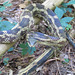 Rat snake (Elaphe obsoleta)
