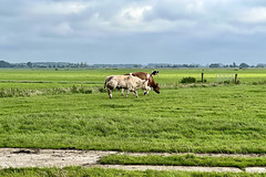 Mr and Mrs Steer-Cow