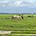 Mr and Mrs Steer-Cow