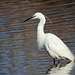 Alert little egrett