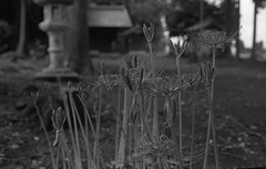 Spider lily