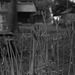 Spider lily