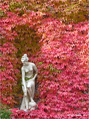Autumn Nymph  01