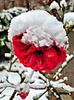Schnee-Rose
