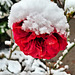 Schnee-Rose
