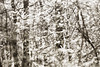 If spring had been monochrome...