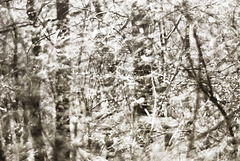If spring had been monochrome...