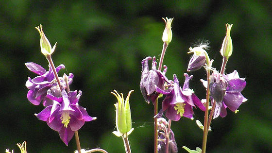 The sun highlights the flowers