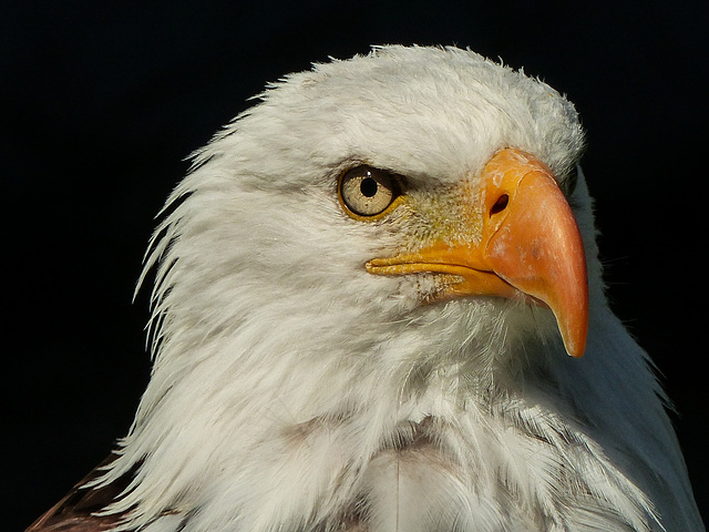 Bald Eagle portrait