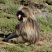 Ethiopia, Simien Mountains, Scare the Enemy with Scary Fangs