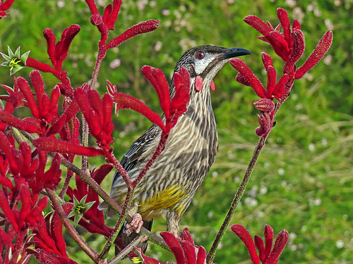 Red Wattlebird / Rotlappen-Honigfresser