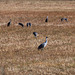 Sand hill cranes