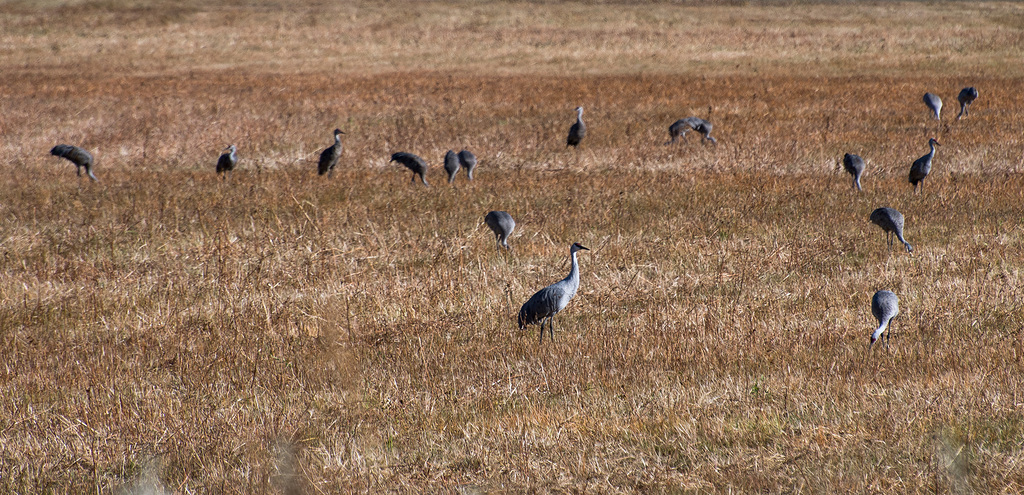 Sand hill cranes