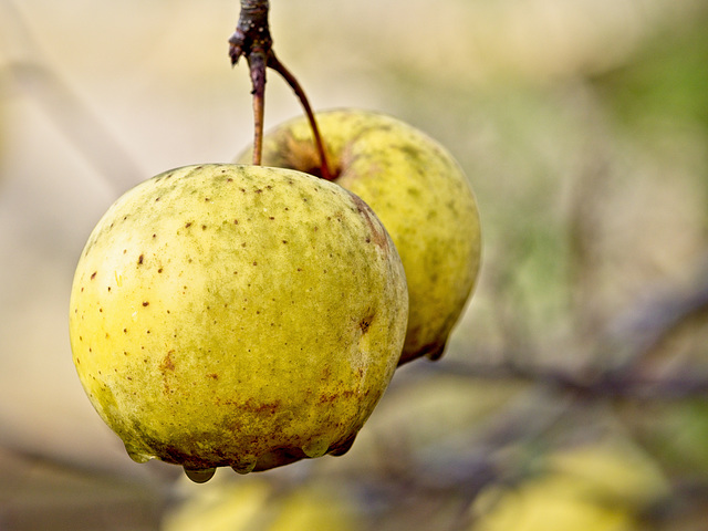 A Pair of Apples