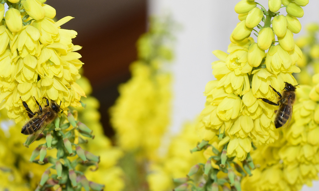 Bienen an Mahoniablüten