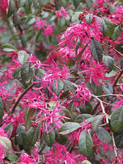 Loropetalum flowers