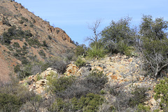 Chisos Mountains