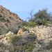 Chisos Mountains