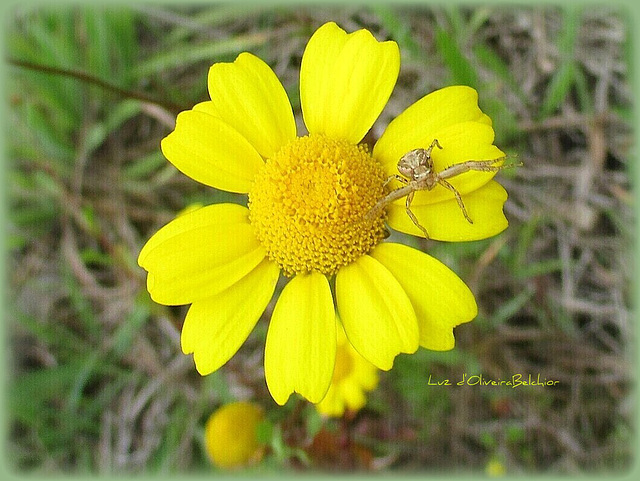 Aranha caranguejo  -  (Thomisus onustus)