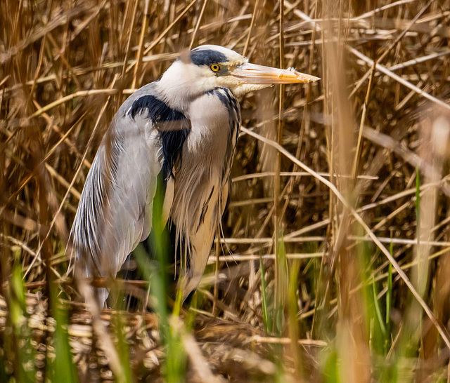 Heron