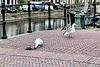 Gulls eating a pigeon