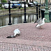 Gulls eating a pigeon