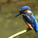 Kingfisher on branch