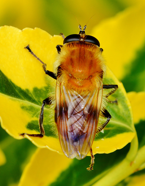 Hoverfly