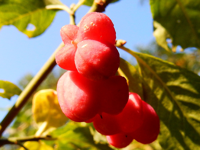 Früchte des Herbstes (Euonymus europaeus)
