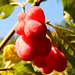 Früchte des Herbstes (Euonymus europaeus)